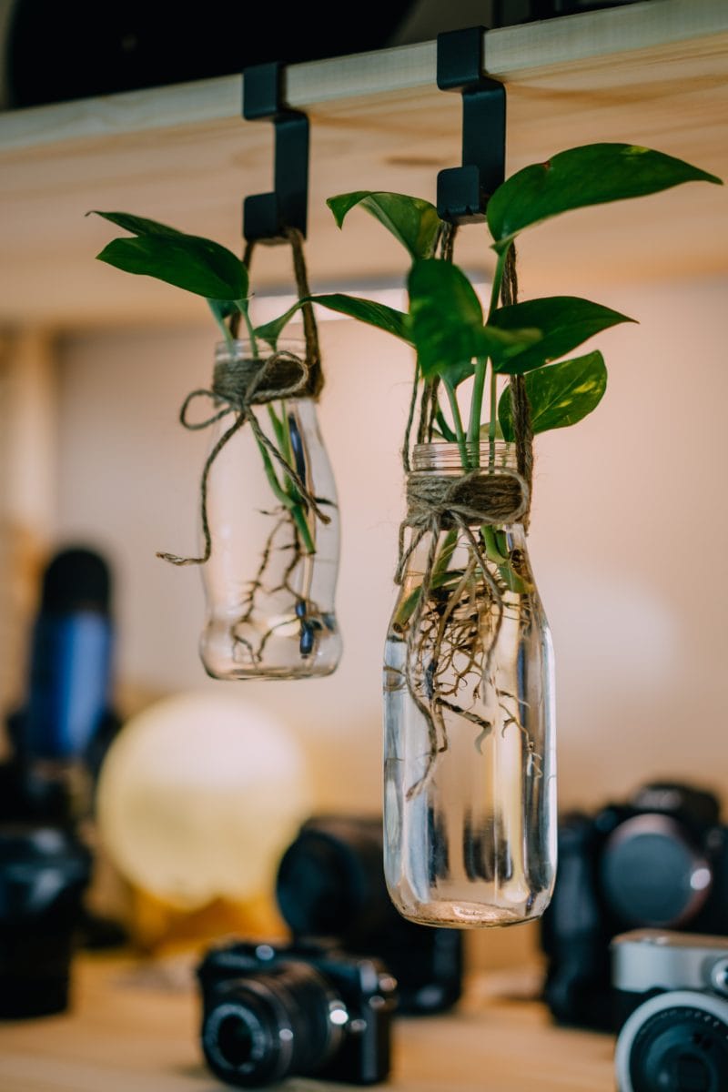 rooting plants in upcycled hanging jars