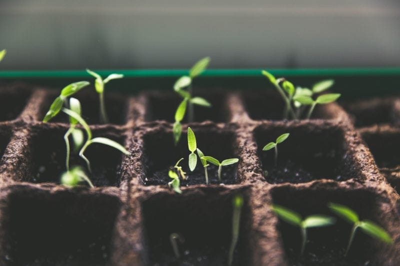 vegetable plants sprouting