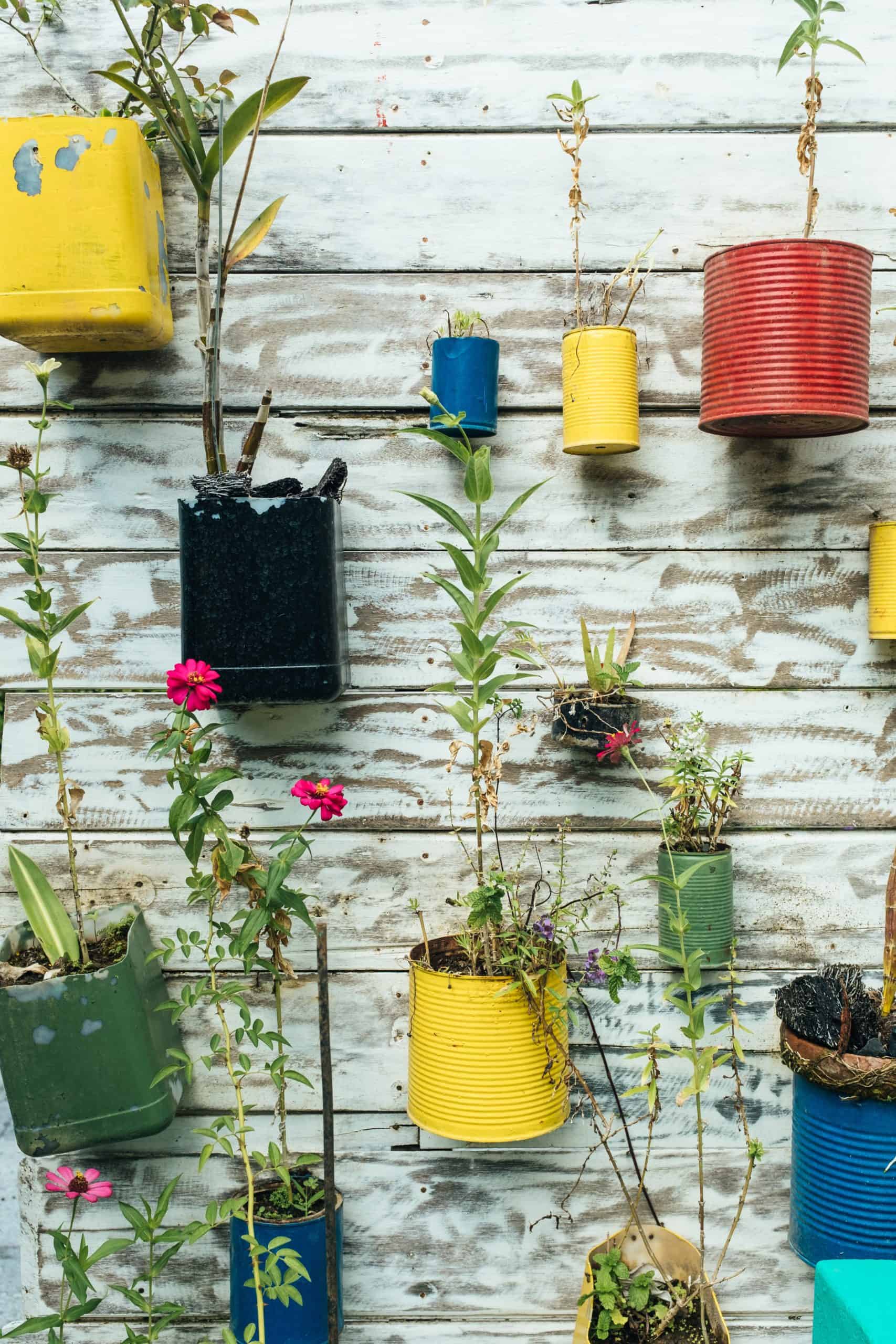 coffee cans and plastic jugs repurposed as planters