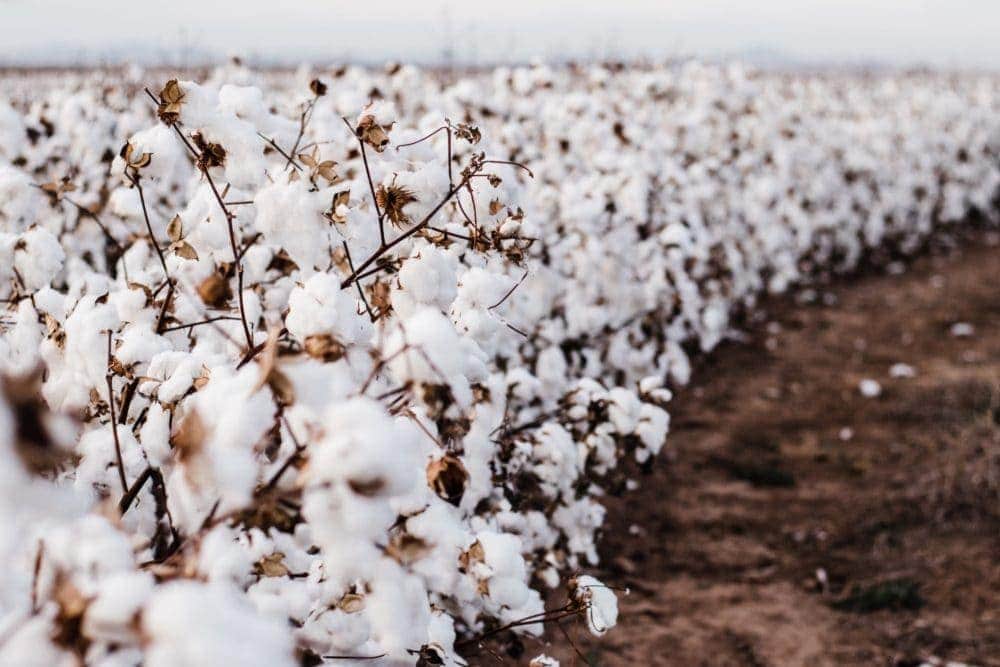 cotton field