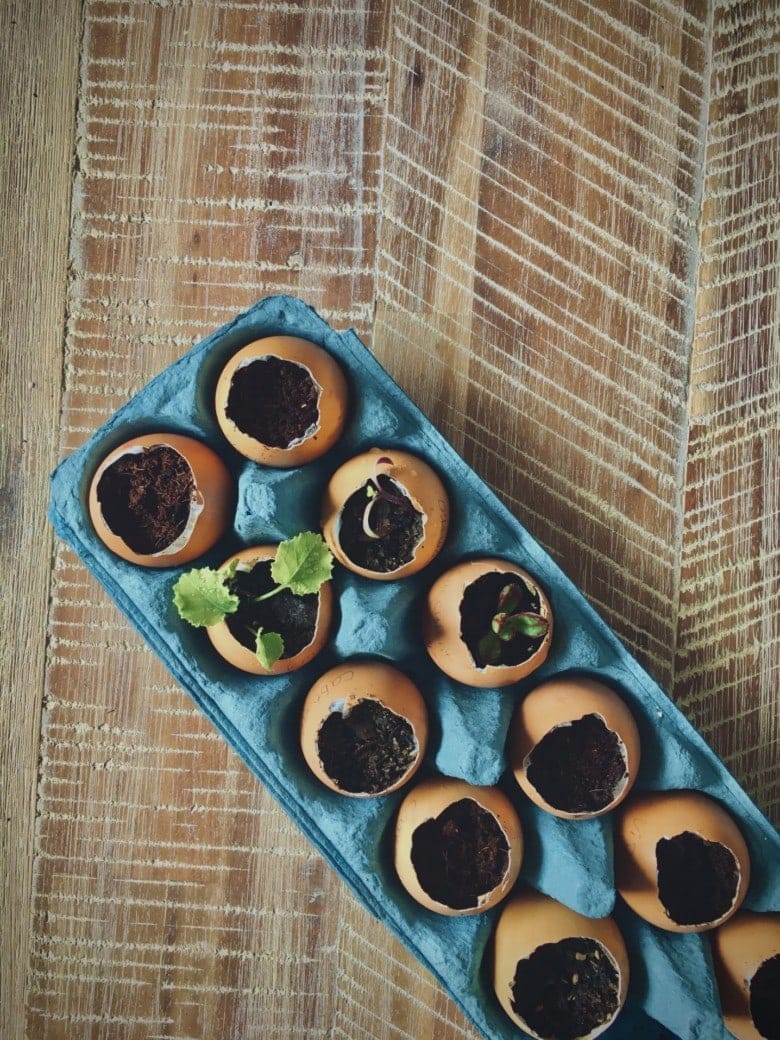 seedlings in reused egg shell planter