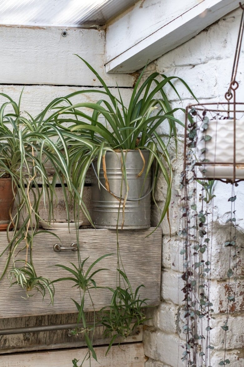 tin can repurposed into planter