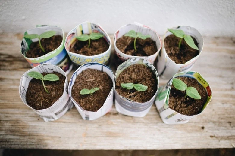 newspaper seedling planters 