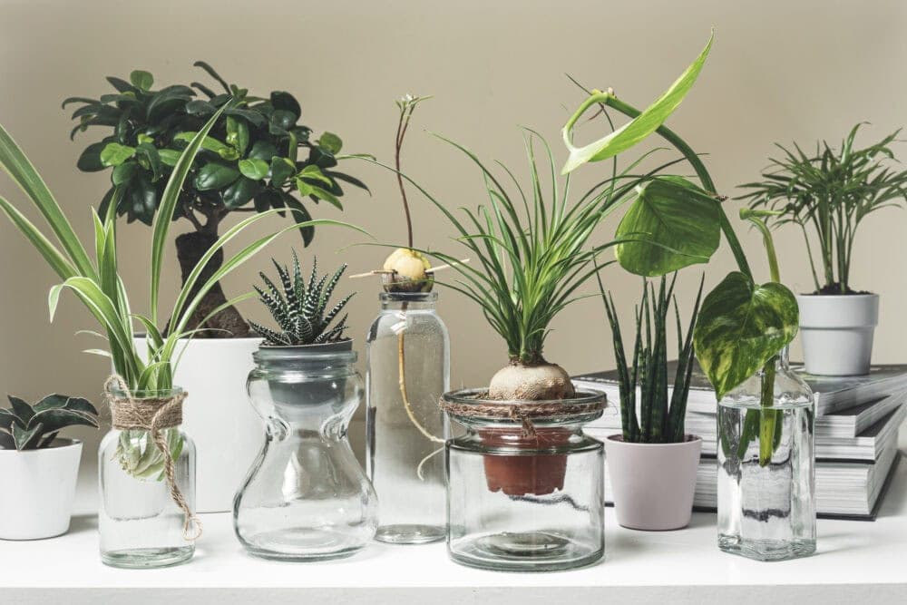 variety of plants propagating in repurposed glass jars