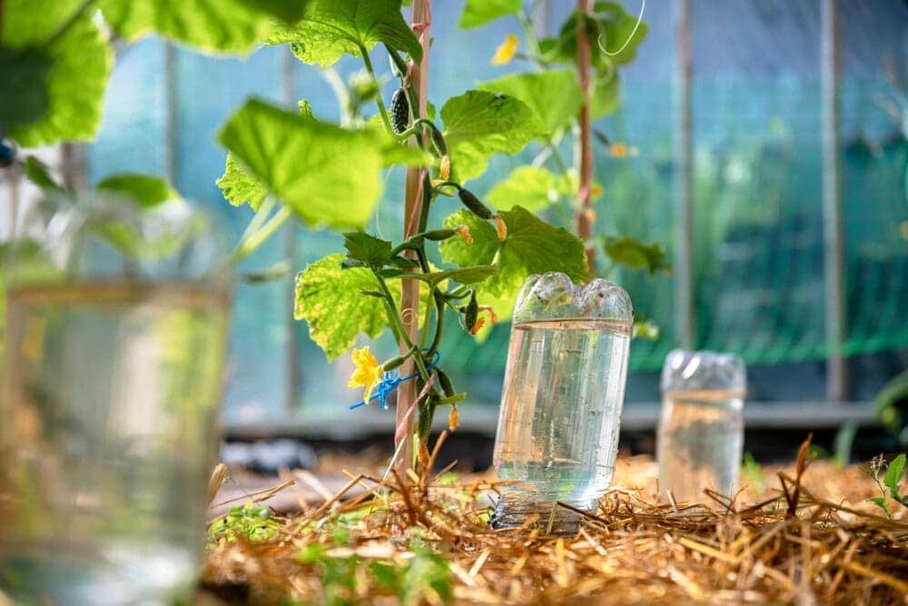 Automatic watering of cucumbers with plastic bottles