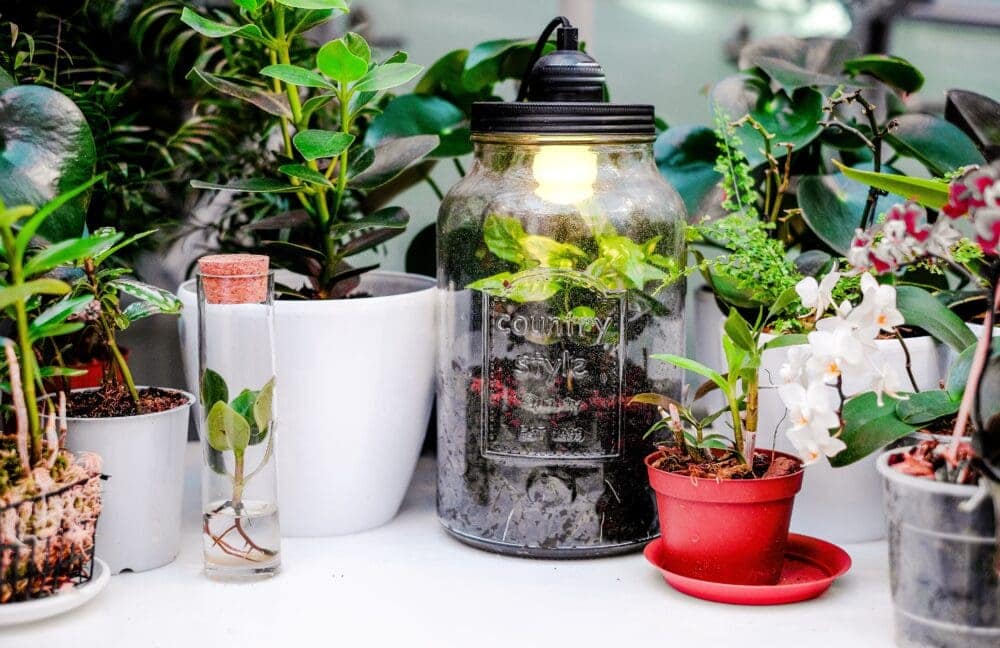 plants in repurposed glass jar terrarium