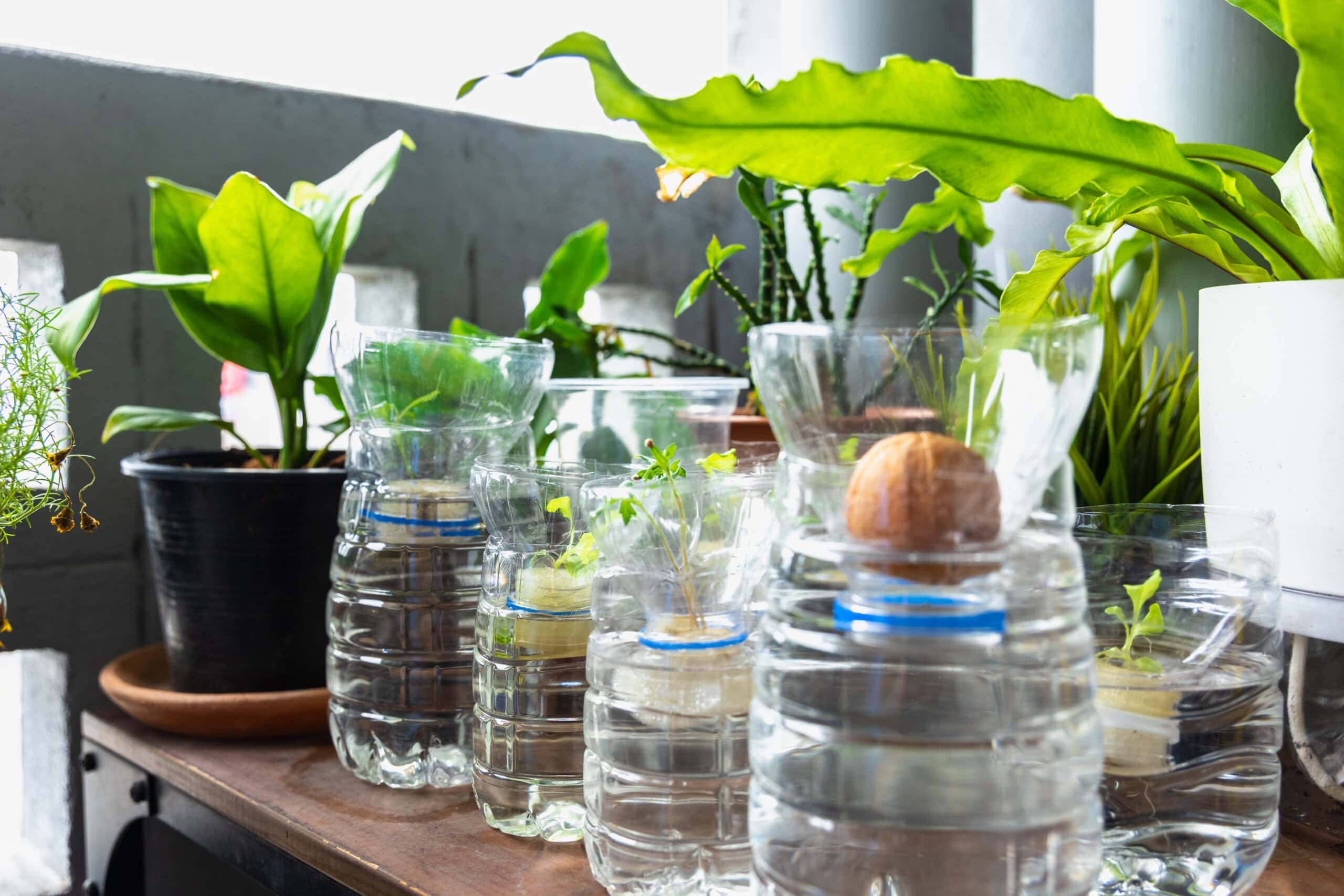 plastic water bottles being use as propagation containers with plants in water