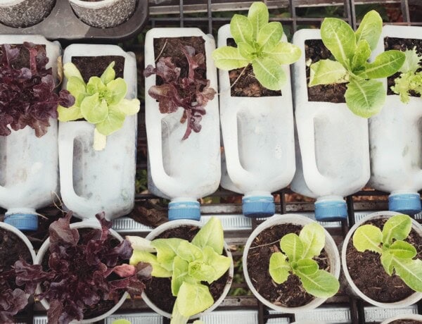 plant seedlings growing in repurposed plastic milk container