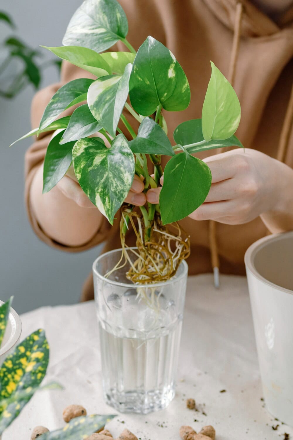 plant with roots in jar of water