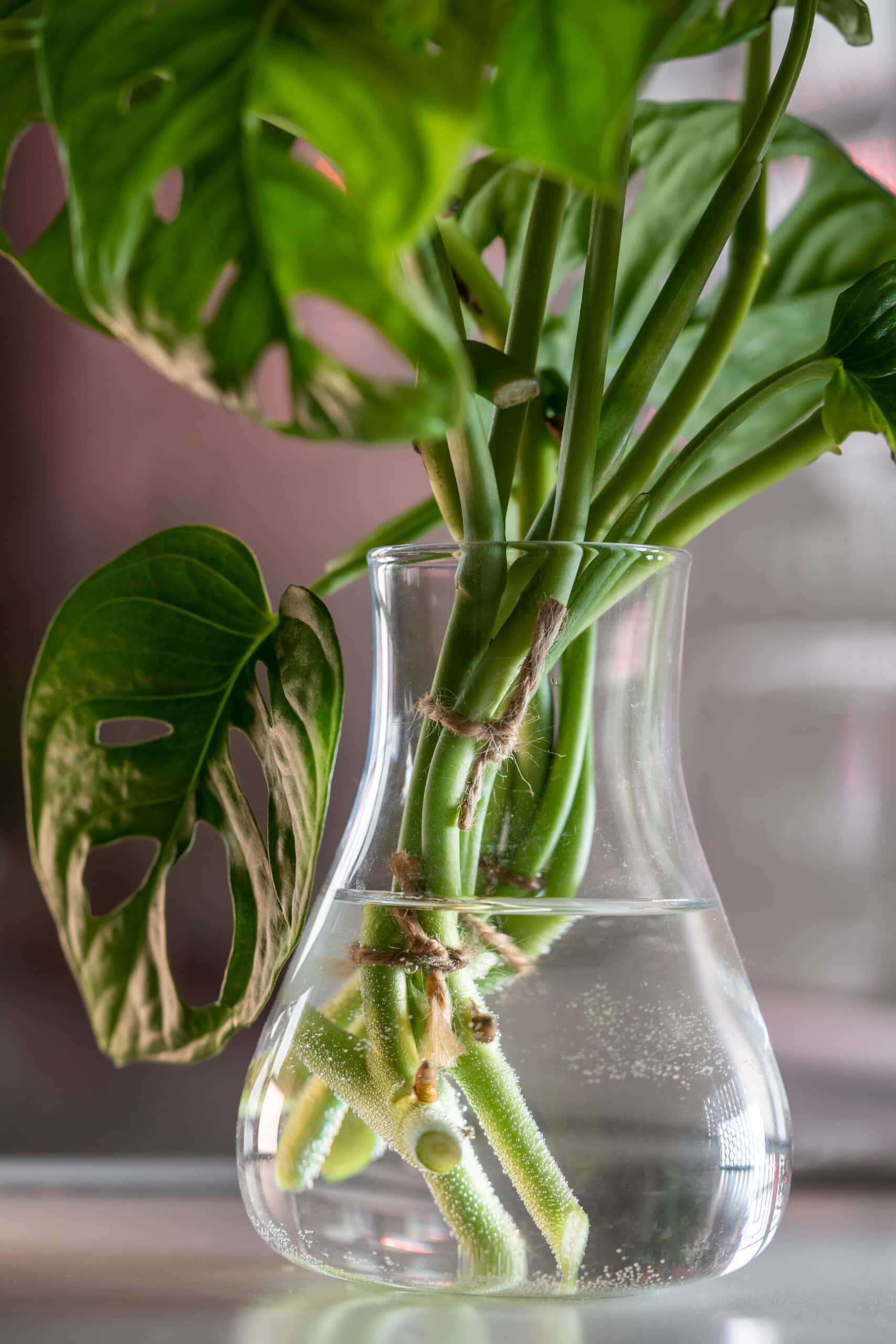 plant propagating in water with oxygen bubbles around cutting