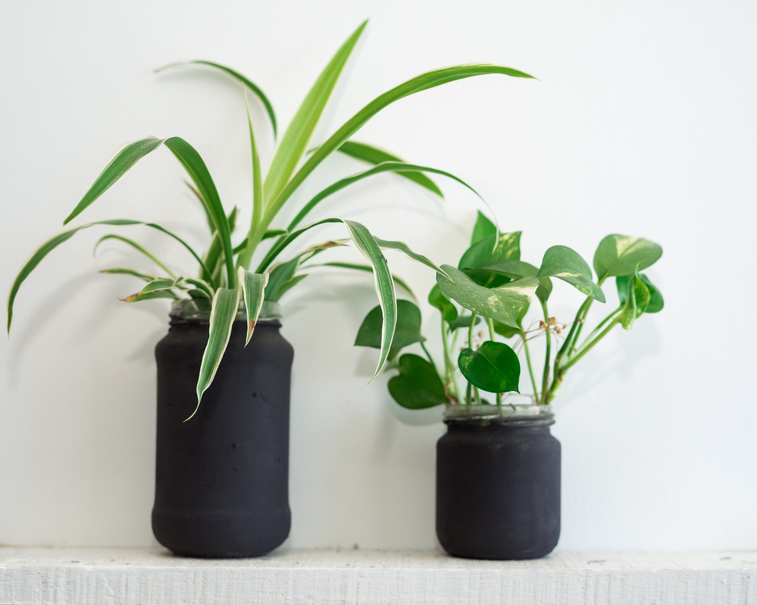 plants propagating in glass jars painted black