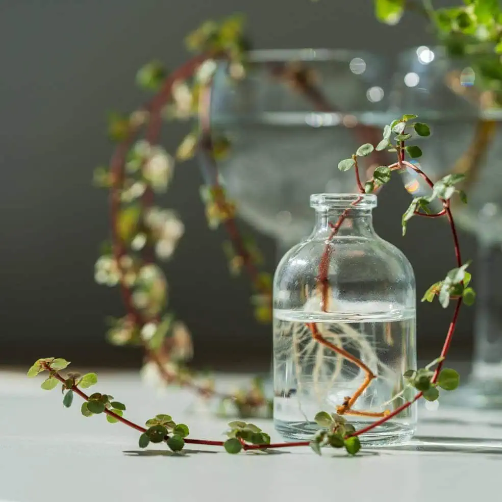 houseplant in small glass jar with roots propagating in water