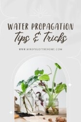 water propagation tips and tricks