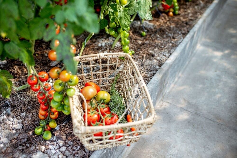 cherry tomatoes in basket outside in garden