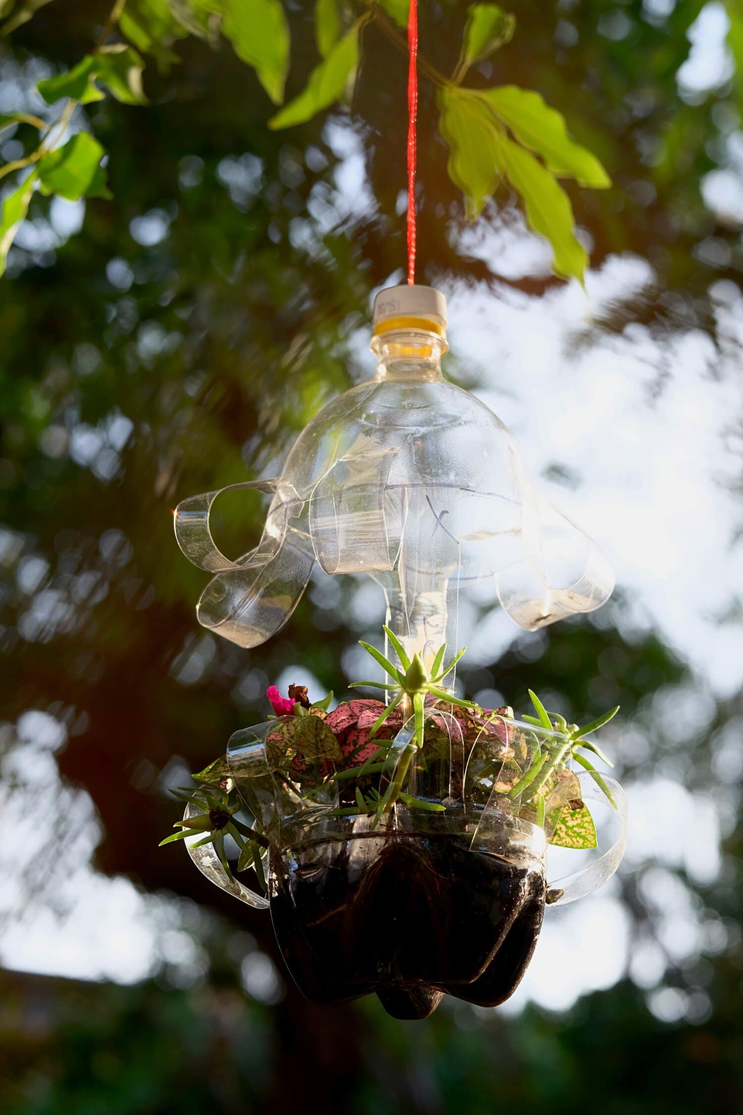 repurposed soda bottle hanging planter with flowers inside 