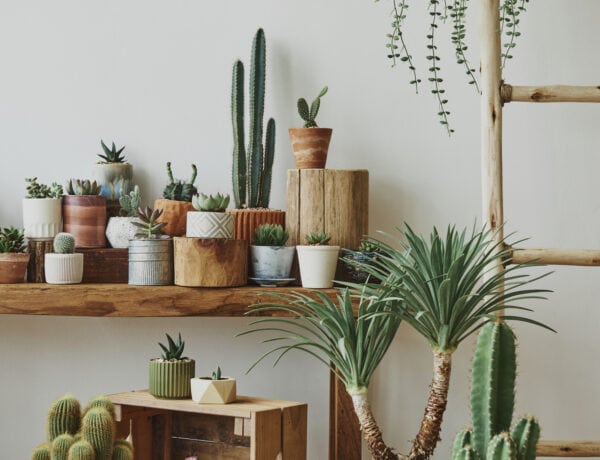 variety of different plants in plant on shelf and floor