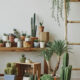 variety of different plants in plant on shelf and floor