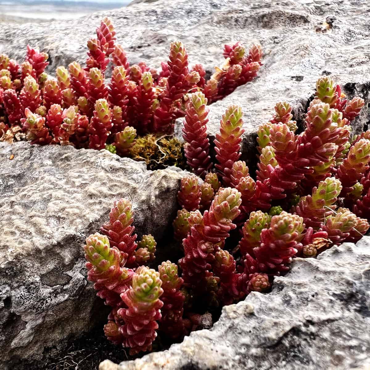 Burren