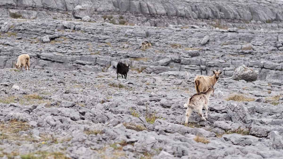 Burren