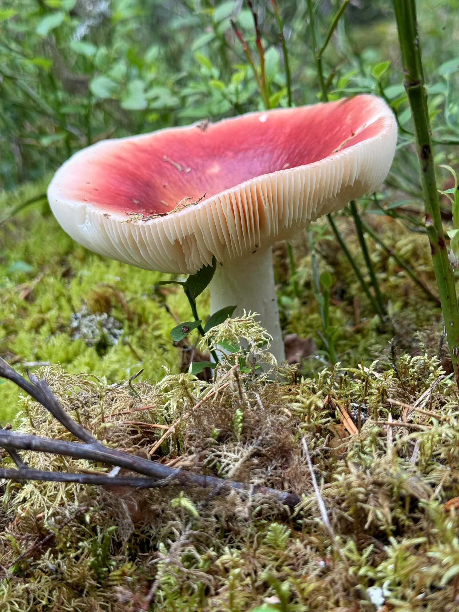 Norra Kvill