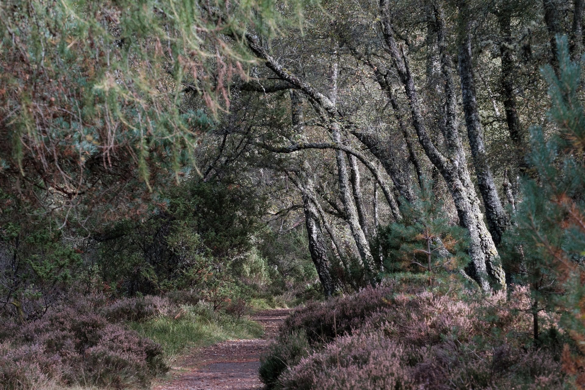 Lochan Mor