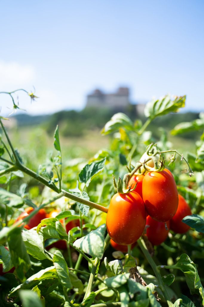 tomatpuré dobbeltkonsen 85g