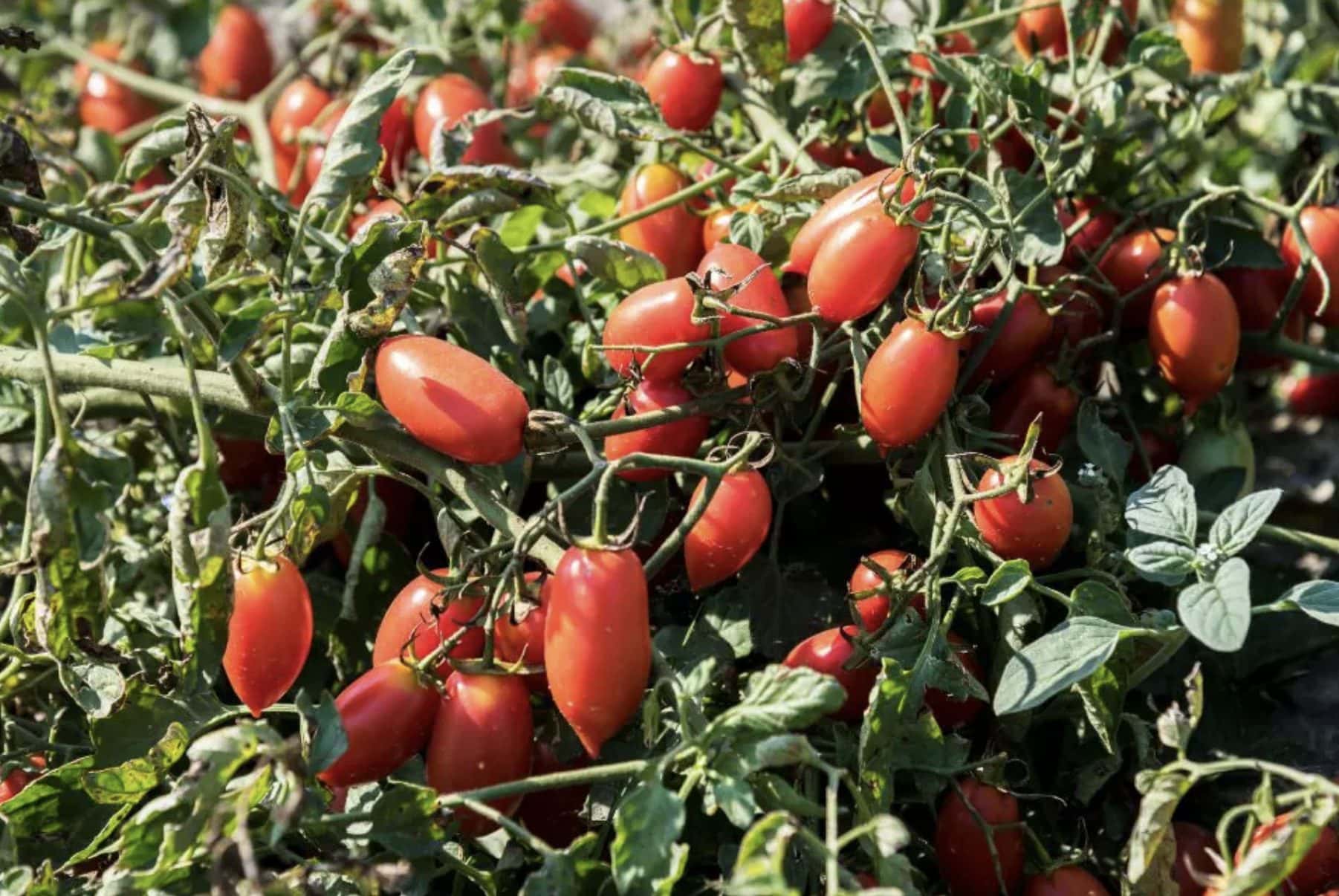 Tomaternas hållbarhet påverkar smaken