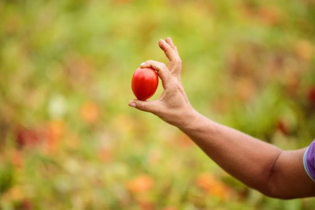 tomate