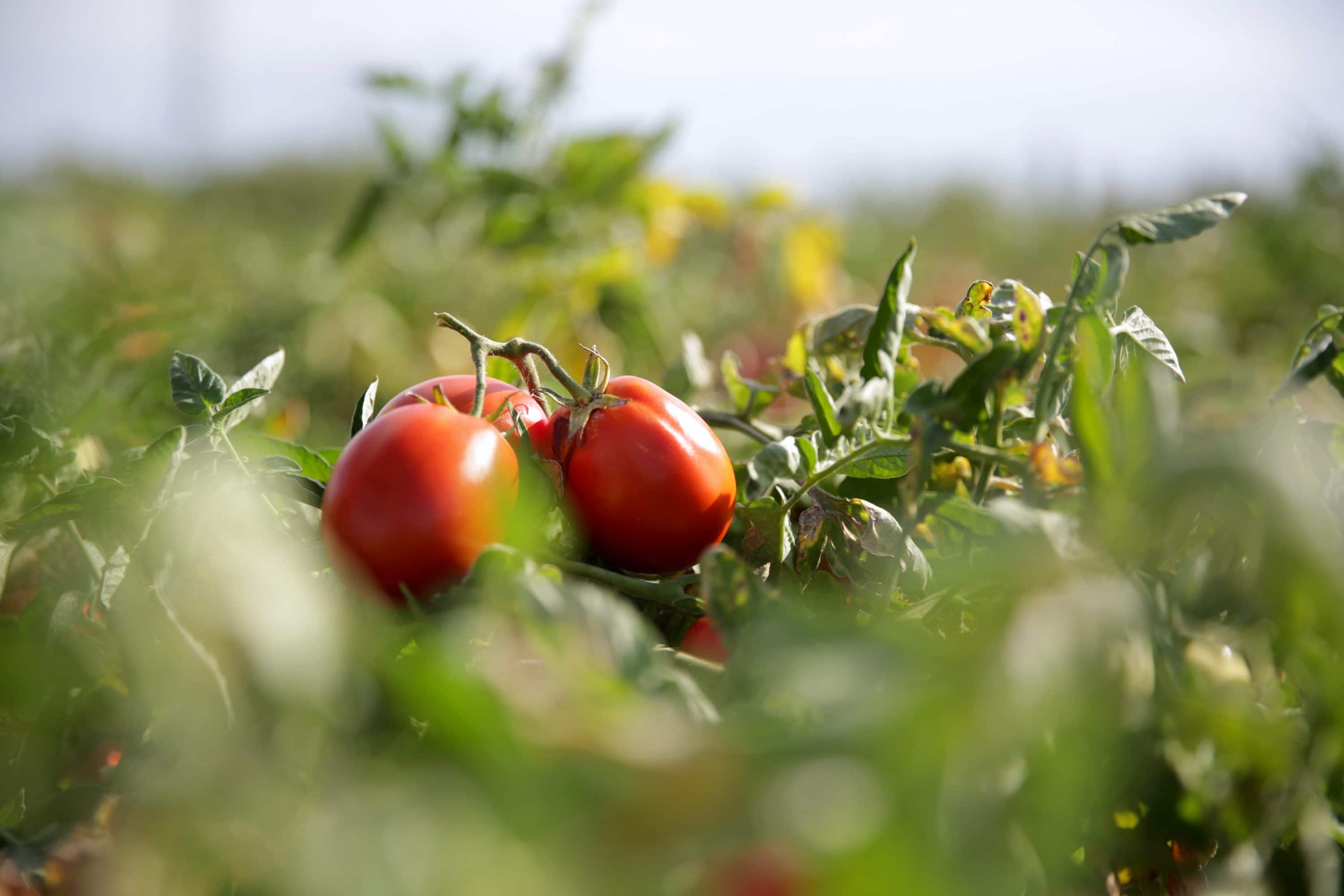Tag der Tomate 2020