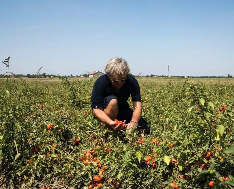 Was bedeutet der Klimawandel für den Tomatenanbau?