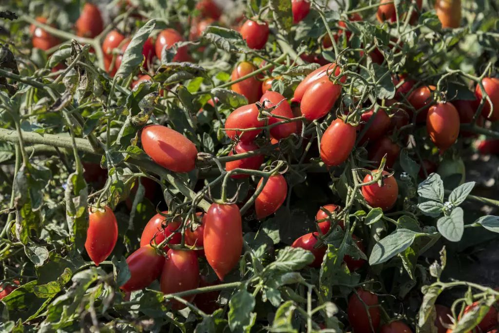 Nachhaltig angebaute Qualitätstomaten schmecken besser