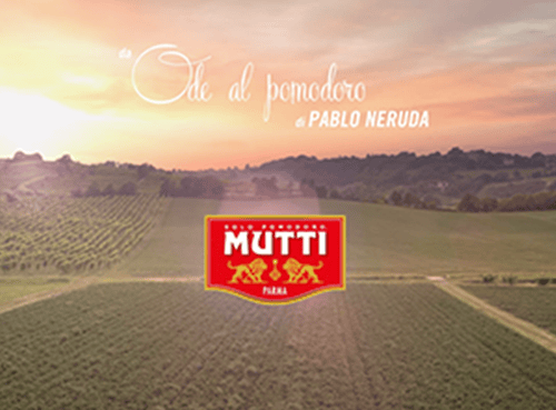 campo di pomodori