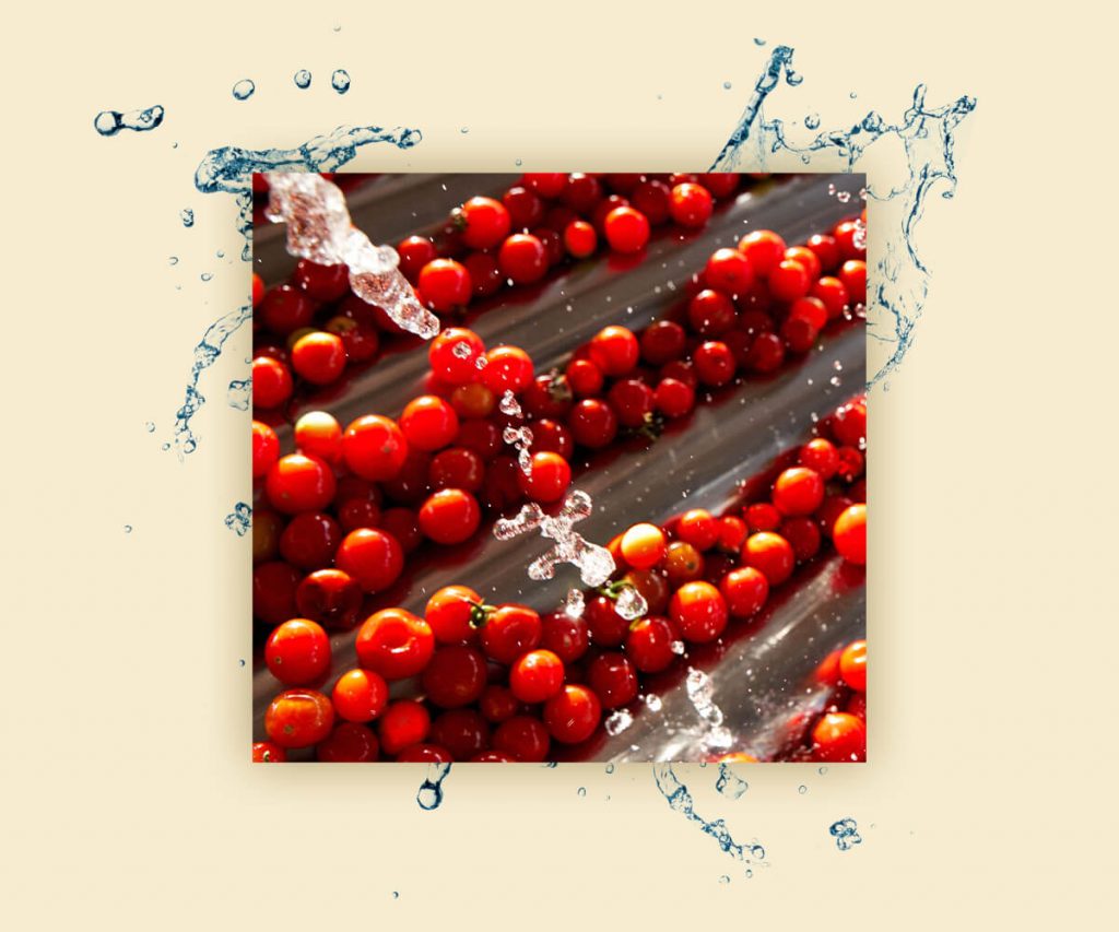 pomodori