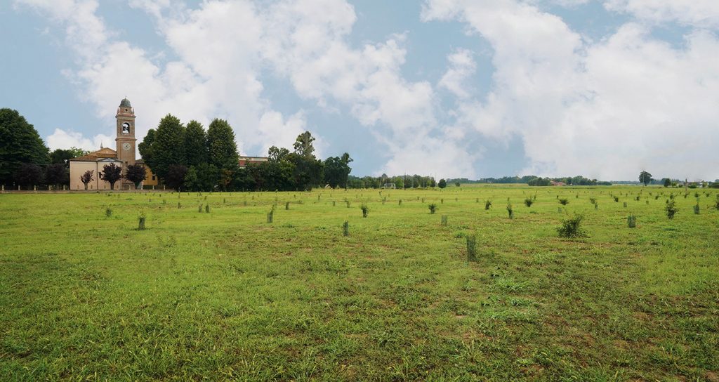 campo di pomodori