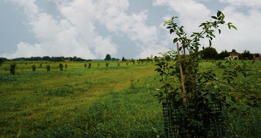 piante di pomodori