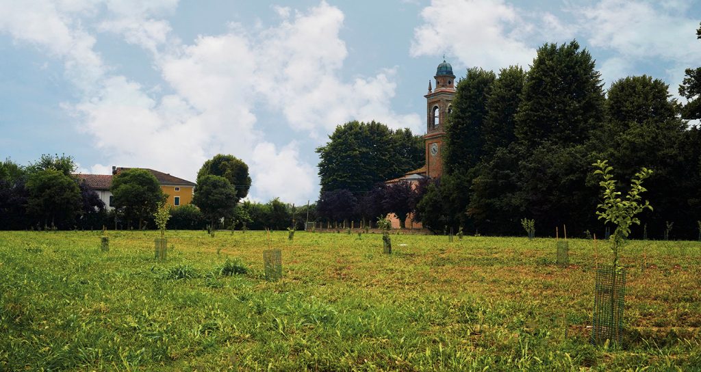 piante di pomodori