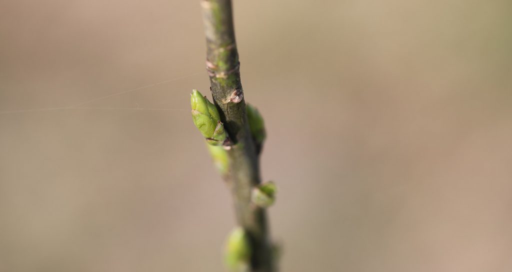 pianta di pomodori