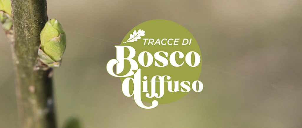tracce di bosco diffuso