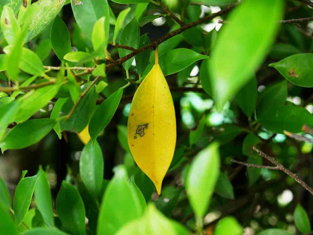 ไทรเกาหลี