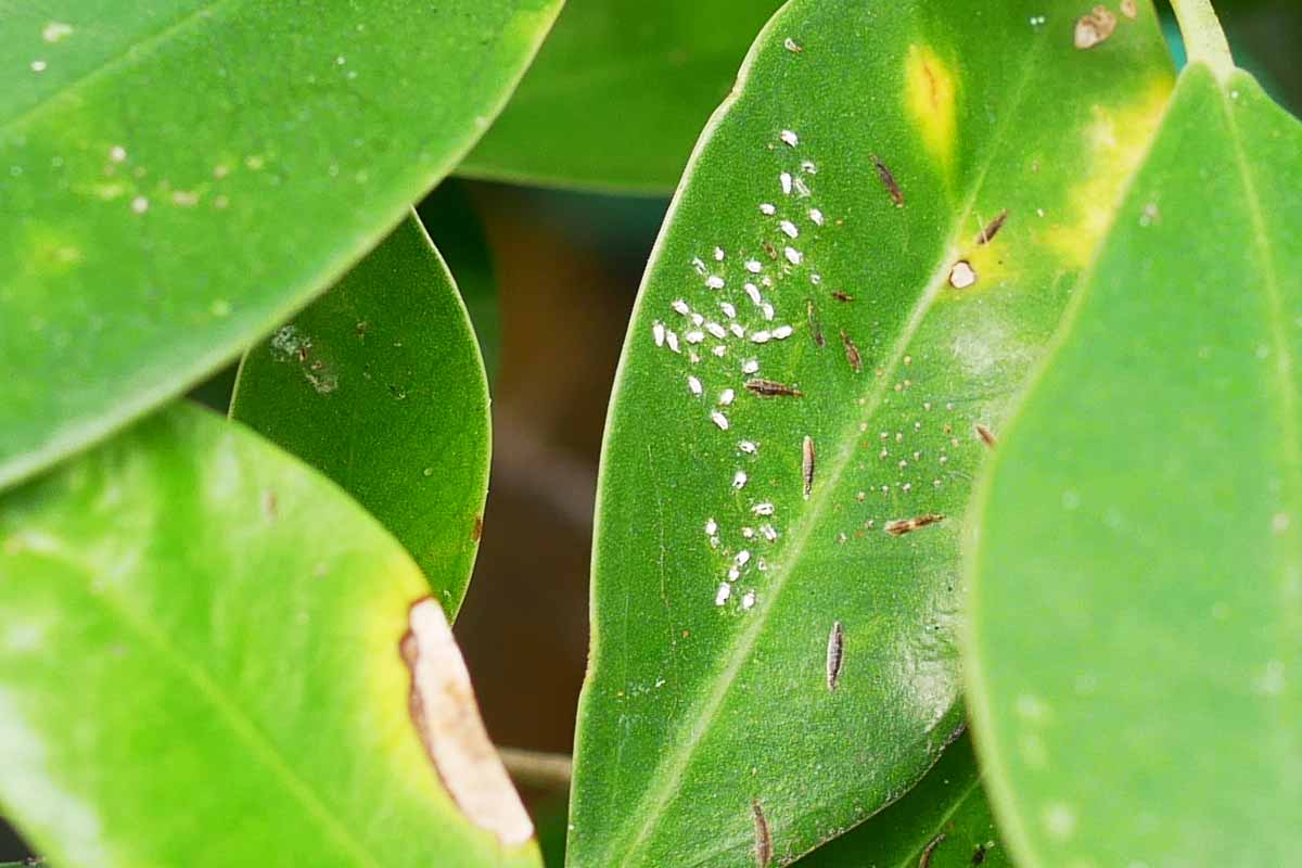 เพลี้ยแป้ง