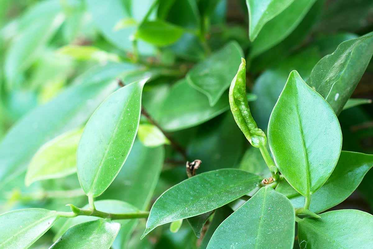 เพลี้ยไฟม้วนใบฟักไข่