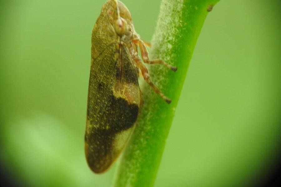 เพลี้ยกระโดดสีน้ำตาล