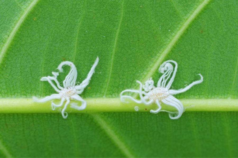 เพลี้ยแป้ง-1