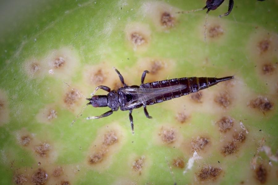 เพลี้ยไฟ