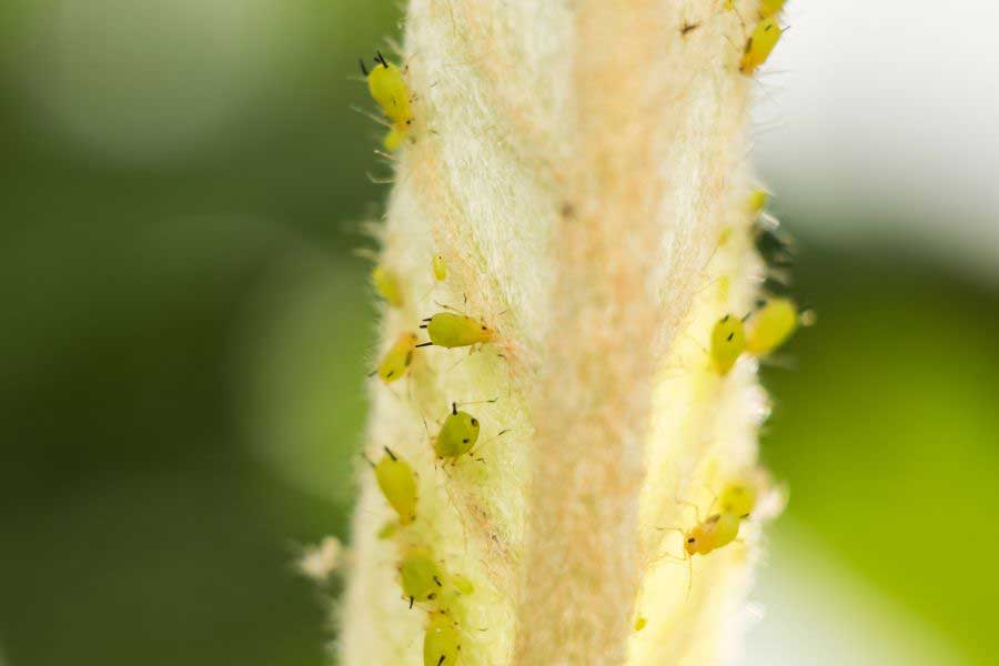 เพลี้ยอ่อนกัญชา