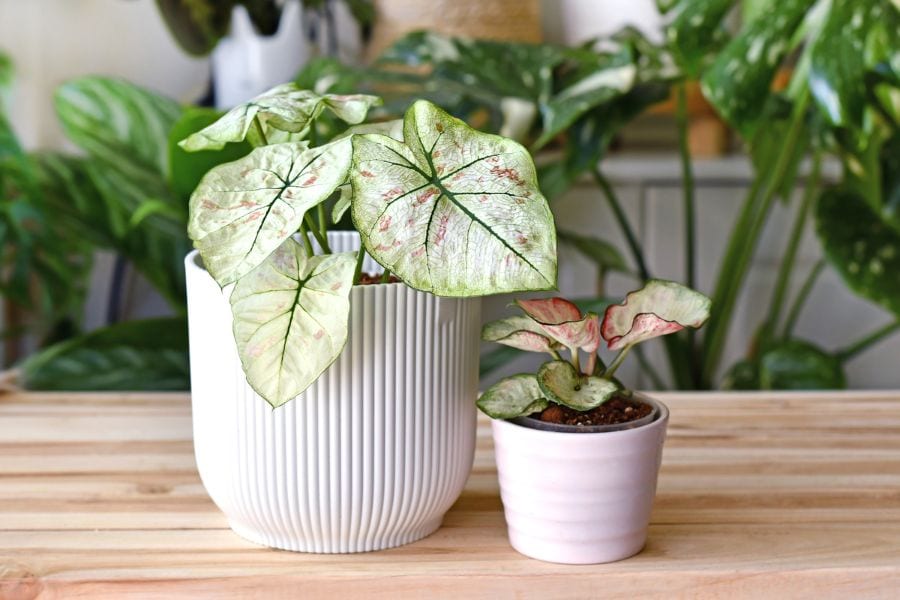 วิธีการดูแลบอนสี