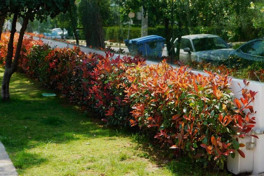 ต้นคริสติน่า