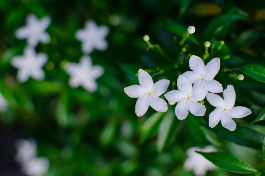 ต้นแก้ว