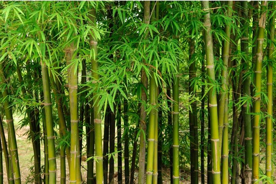 ต้นไผ่เลี้ยง