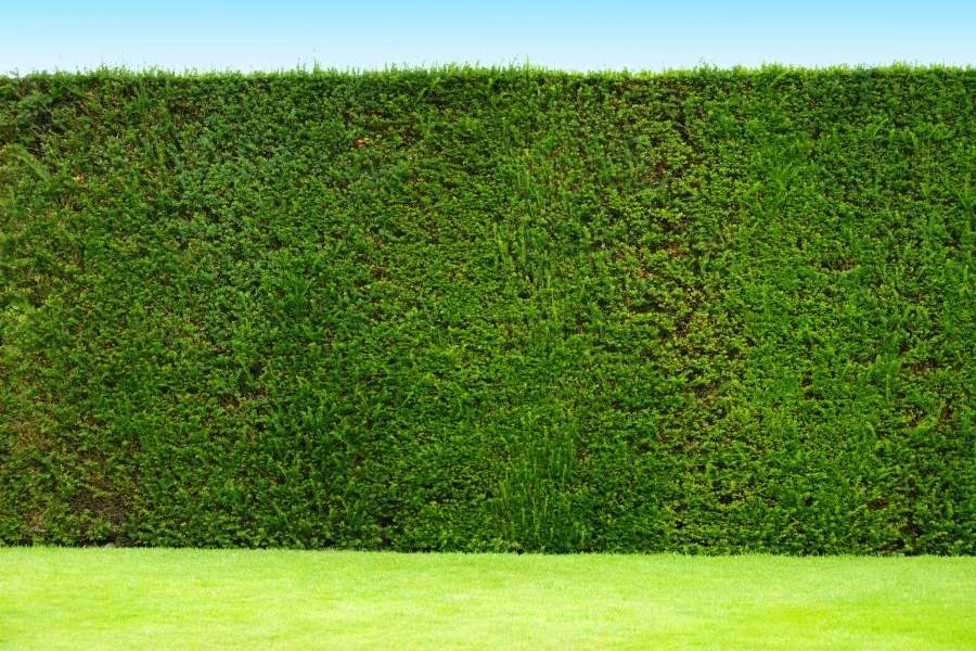 รั้วต้นไม้สวยๆ